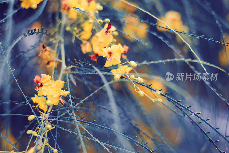 背景为Parkinsonia aculeata树。盛开的黄花耶路撒冷刺，色调形象